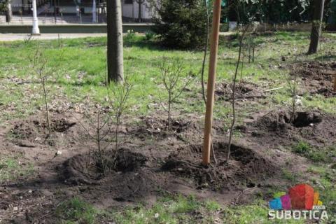 U toku sadnja drveća i žbunja u Velikom parku na Paliću
